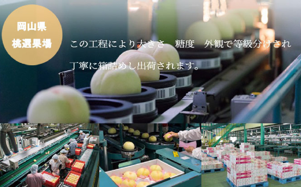 岡山白桃 ロイヤル 4～6玉 約1kg 岡山県産 （早生種・中生種） 【2026年7月上旬～8月下旬迄発送予定】 ／ 白桃 桃 もも 果物 果実 フルーツ 岡山県 美咲町 冷蔵