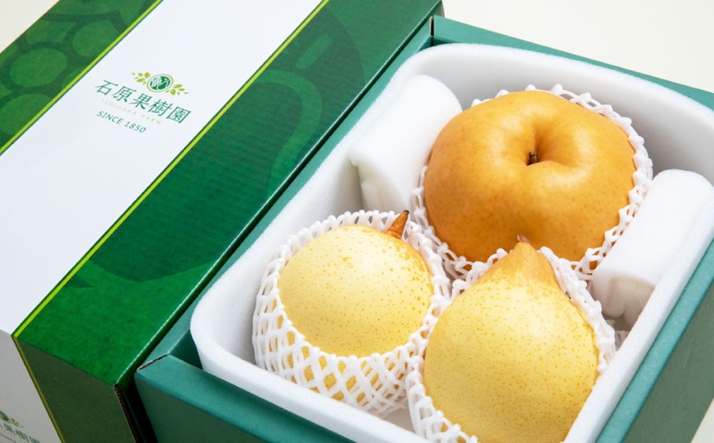 あたご梨 1〜2玉 ・ 鴨梨 （ヤーリー） 2〜3玉 詰合せ 合計約2kg 贈答箱 ／ 愛宕梨 梨 なし ナシ 果物  【2025年11月下旬〜12月下旬発送予定】