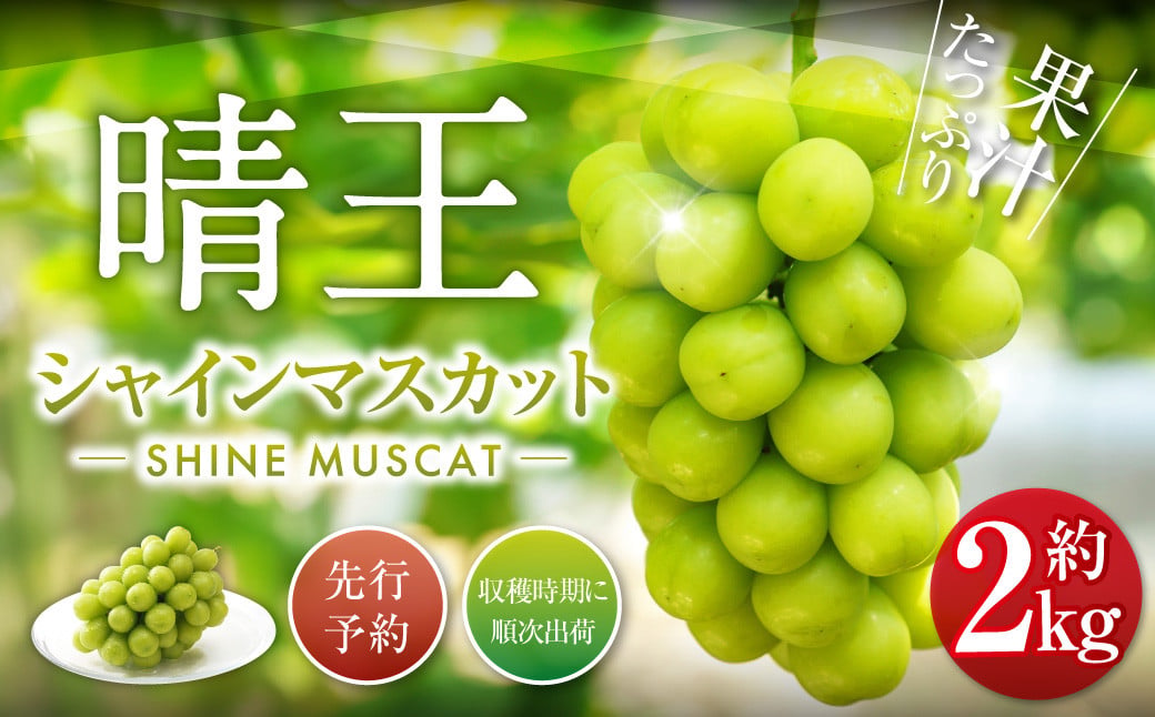 繧キ繝」繧、繝ウ繝槭せ繧ォ繝繝 譎エ邇 2kg 縺カ縺ゥ縺 闡。關 繝輔Ν繝シ繝 譫懃黄 蟯。螻ア逵 蟯。螻ア逵檎肇 2026蟷エ 蜈郁。御コ育エ 縲2026蟷エ9譛井ク区流-10譛井ク区流逋コ騾∽コ亥ョ壹