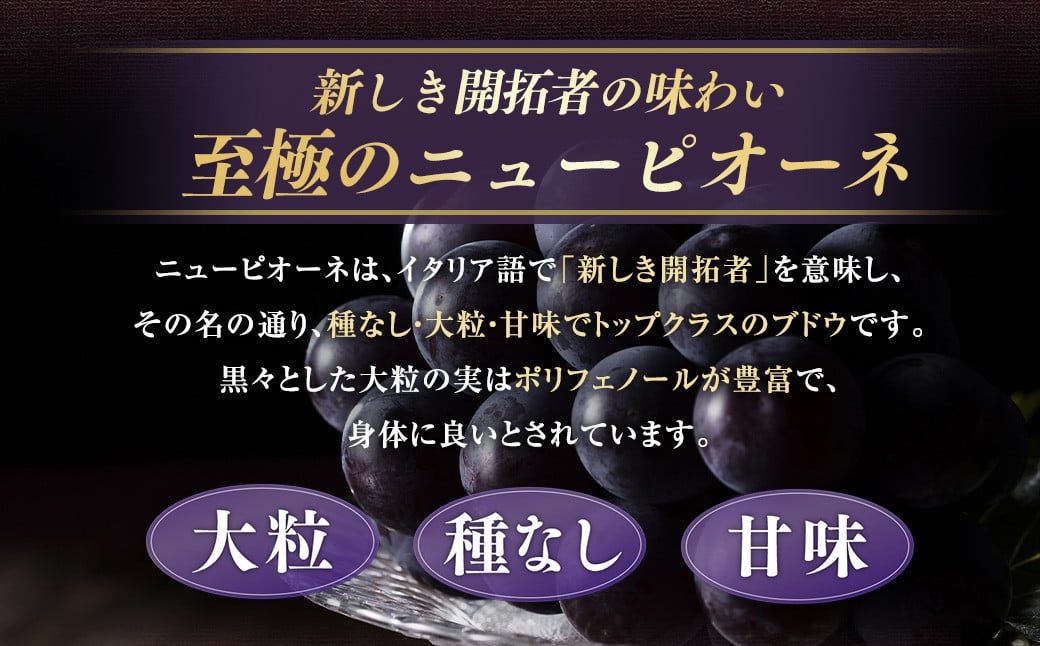 【定期便2回】 ［種なし］ 岡山県産 ニューピオーネ ・ クイーンニーナ 1kg箱（2房入り） 【2025年8月下旬発送開始】 ／ ぶどう ブドウ 葡萄 大粒 種なし 種無し フルーツ 果物 くだもの 果実