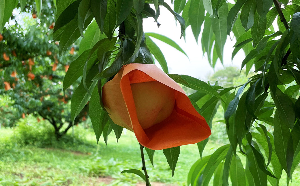 ãå
è¡äºçŽã ãšãããæèãšãã£ã·ãææ±ã®å²¡å±±ã®çœæ¡ã»çœé³³ 2kgç®±ïŒçŽ6åïœ9åïŒ ã2025幎7æäžæ¬ïœ8æäžæ¬çºéäºå®ã ïŒ æ¡ ãã ã¢ã¢ ã¯ããšã ã¯ããã æç© ãã ãã® ãã«ãŒã ãã¶ãŒã å·èµ