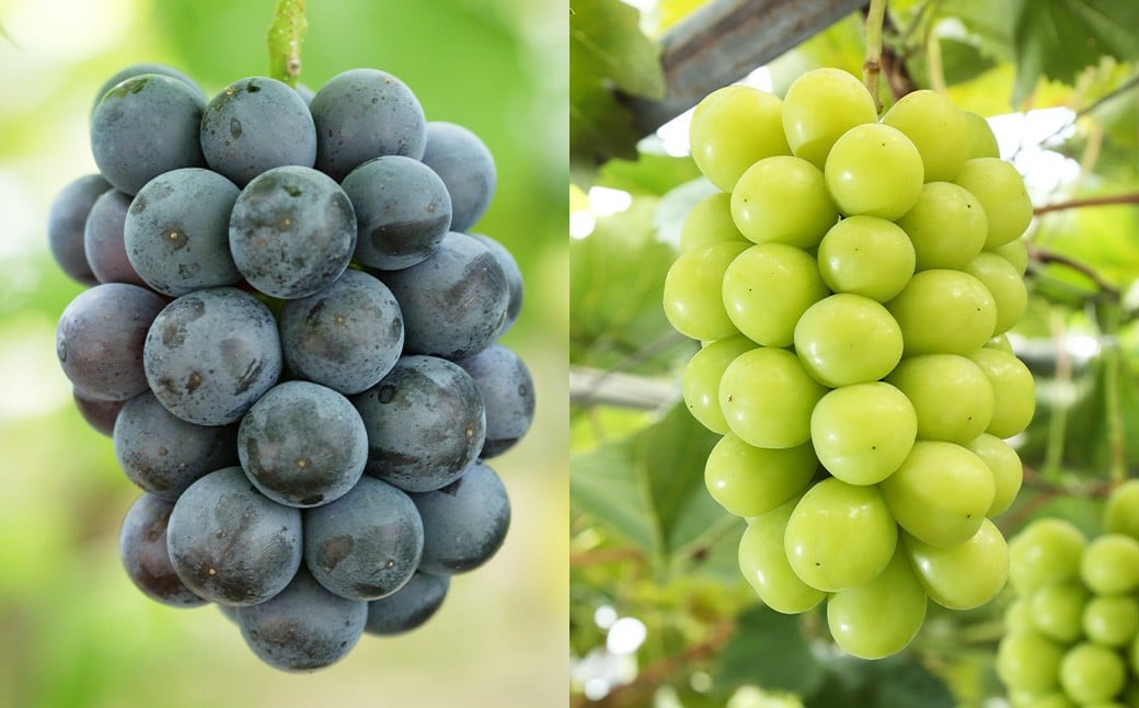 【3回定期便】岡山県産 フルーツ定期便コース （白桃 ・ ニューピオーネ ・ 晴王） 【2026年7月上旬発送開始】 ／ 3回 桃 もも 葡萄 ぶどう シャインマスカット マスカット 果物 果実 フルーツ 旬 定期便 岡山県 美咲町 冷蔵