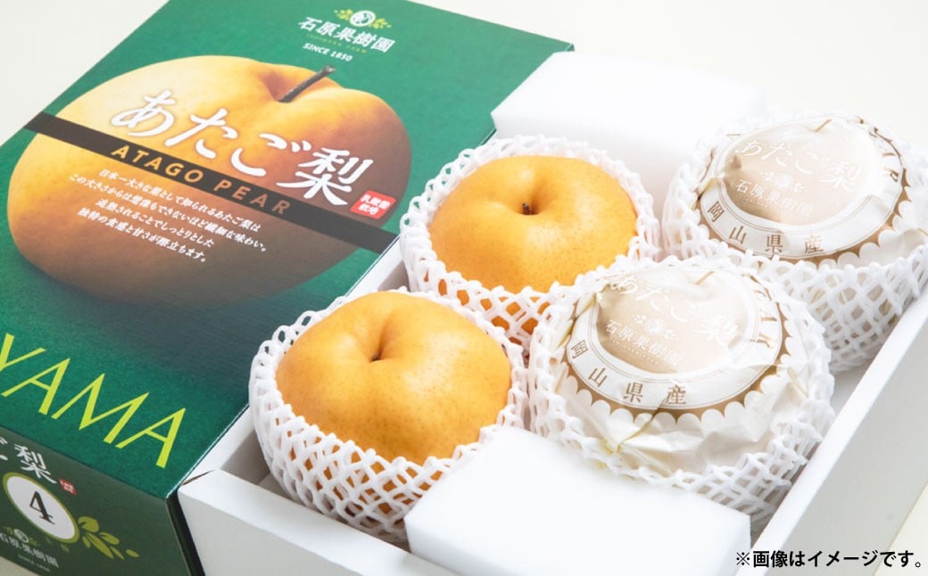 あたご梨 4〜9玉 合計約4kg 化粧箱 ／ 愛宕梨 梨 なし ナシ 果物  【2025年11月下旬〜12月下旬発送予定】