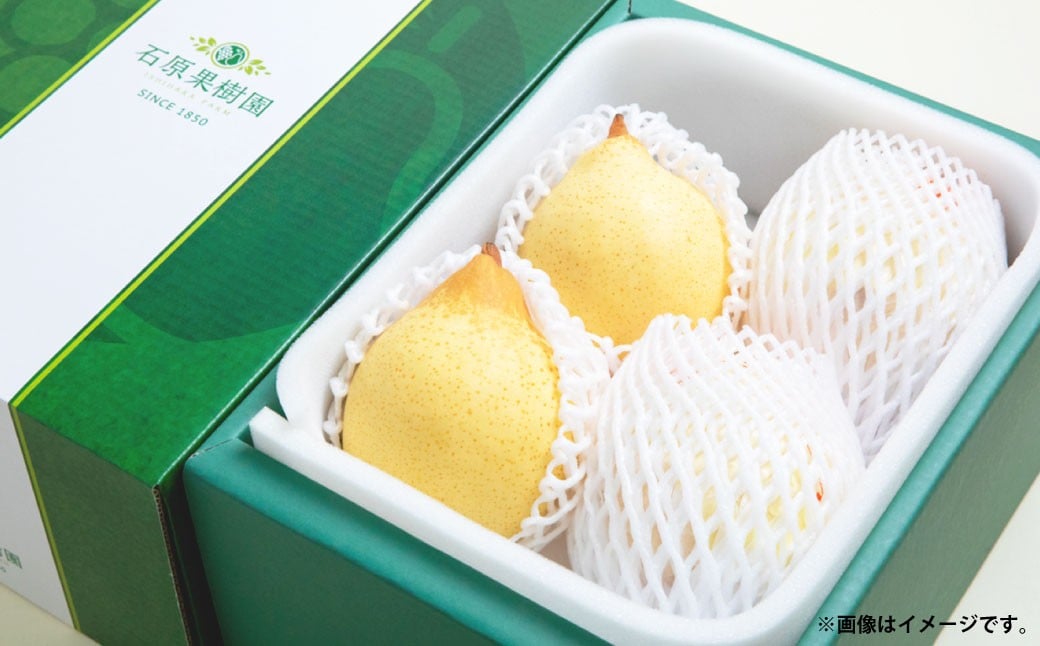 鴨梨 （ヤーリー） 3〜5玉 約2kg 贈答箱 ／ 梨 なし ナシ 果物  【2025年11月下旬〜12月下旬発送予定】