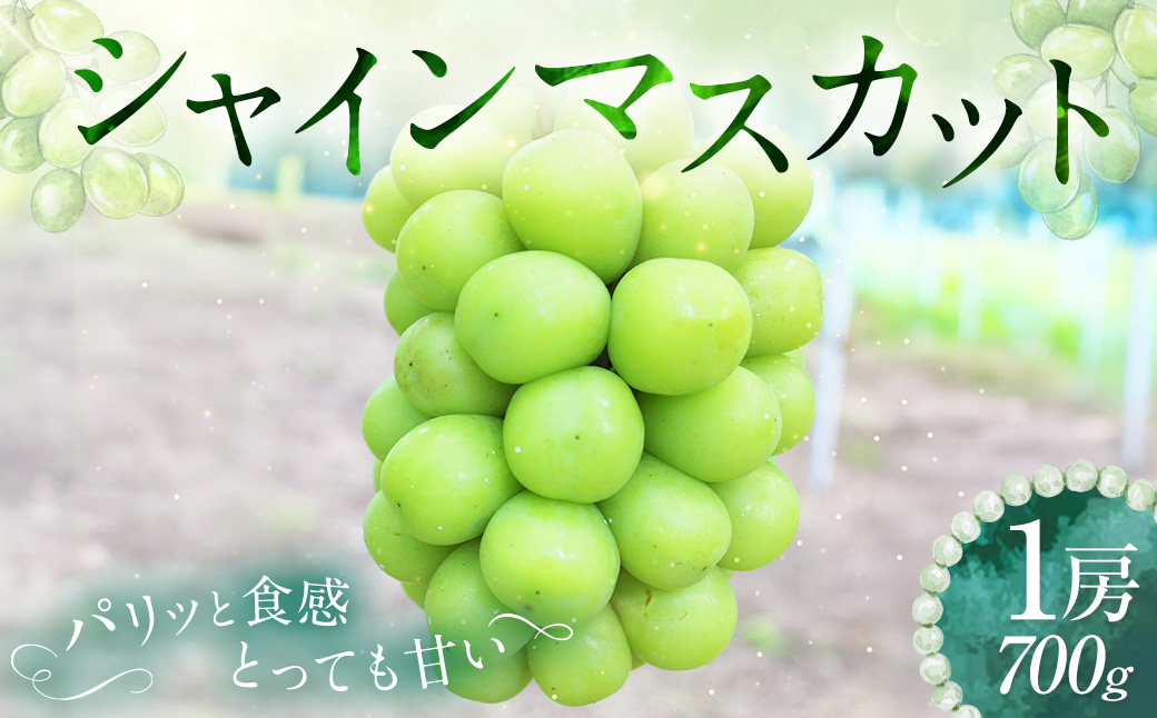 シャインマスカット 1房 約700g 【2026年9月下旬～10月上旬発送予定】 ／ マスカット 葡萄 ブドウ 種無し 種なし