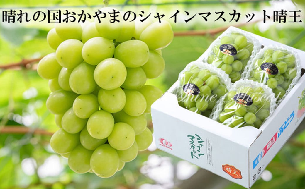 シャインマスカット 晴王 3～6房 計約2kg 【2026年8月下旬～11月下旬迄発送】 ／ マスカット 葡萄 ぶどう 果物 果実 フルーツ 種なし 皮ごと 大粒 岡山県 美咲町 冷蔵