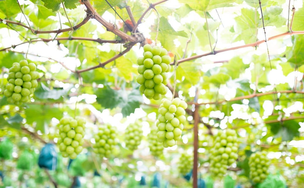 ãå®¶åºçš ã·ã£ã€ã³ãã¹ã«ãã 2ïœ3æ¿ ïŒ1kg以äžïŒ ã2026幎8æäžæ¬ãã10æäžæ¬é çºéäºå®ã ïŒ ãã ãã® æç© æå® ãã«ãŒã ã¶ã©ã ãã㊠è¡è ãã¹ã«ãã å·èµ 岡山ç çŸå²çº