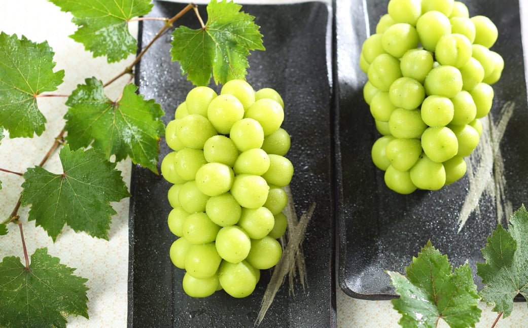 ご家庭用 岡山県産 シャインマスカット 晴王 約1.5kg （ 3房～6房 ） ぶどう ブドウ 葡萄 マスカット 果物 くだもの フルーツ 国産 【 2026年8月下旬～11月下旬発送予定 】