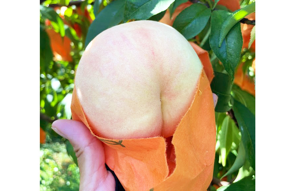 【先行予約】 岡山の白桃 ・ 瀬戸内白桃 1.5kg箱（約4個～6個） 【2025年8月下旬～2025年9月上旬発送予定】 ／ 桃 もも モモ はくとう せとうちはくとう 果物 くだもの フルーツ デザート 冷蔵