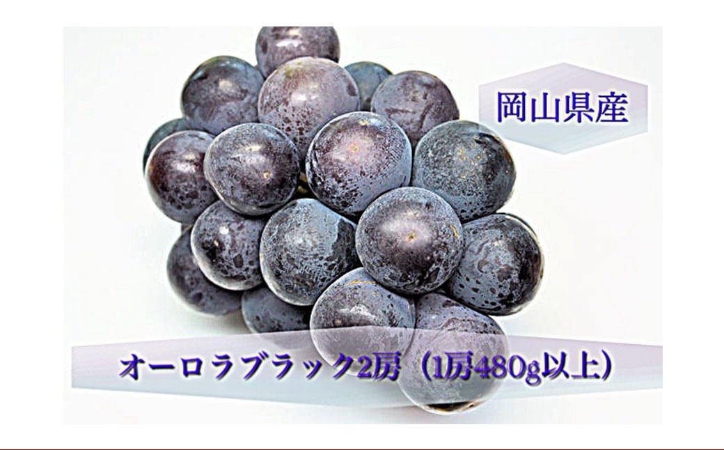 オーロラブラック 2房 （1房480g以上） 化粧箱入り 【2026年8月下旬～9月下旬迄発送予定】 ／ 葡萄 ぶどう 果物 果実 フルーツ 岡山県 美咲町 冷蔵
