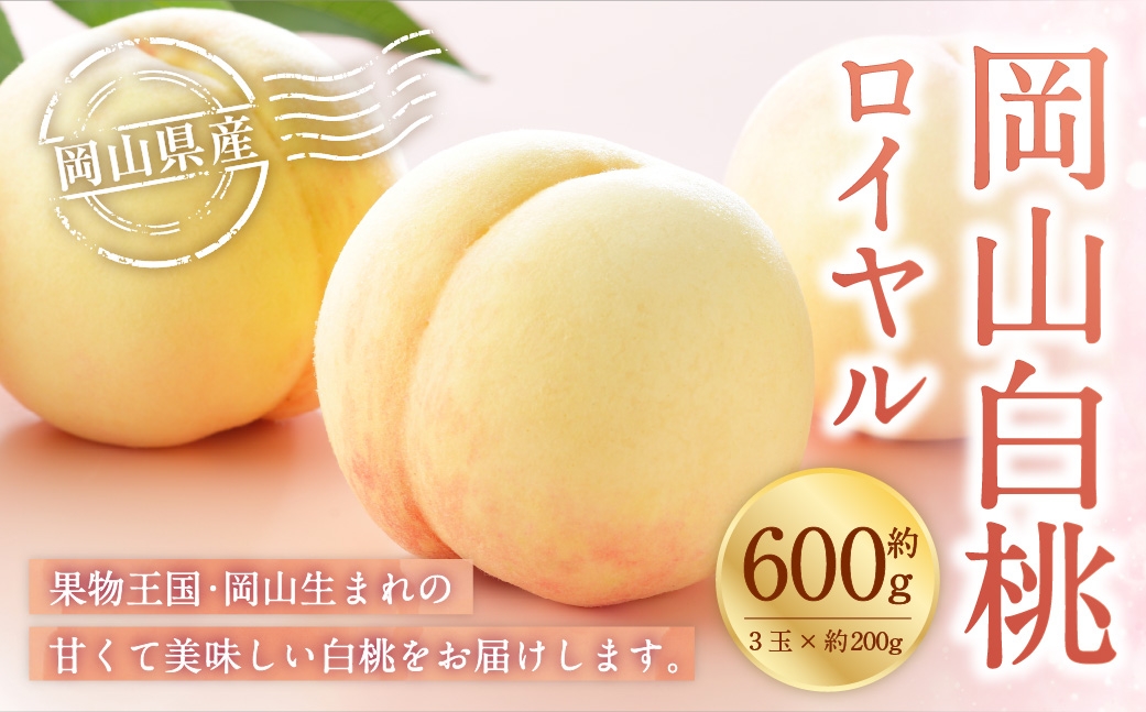 岡山白桃 ロイヤル 3玉×約200g （ Lサイズ ） 岡山県産 白桃 桃 もも モモ くだもの 果物 果実 フルーツ 国産 ギフト 贈り物 【 2026年7月上旬～8月下旬発送予定 】