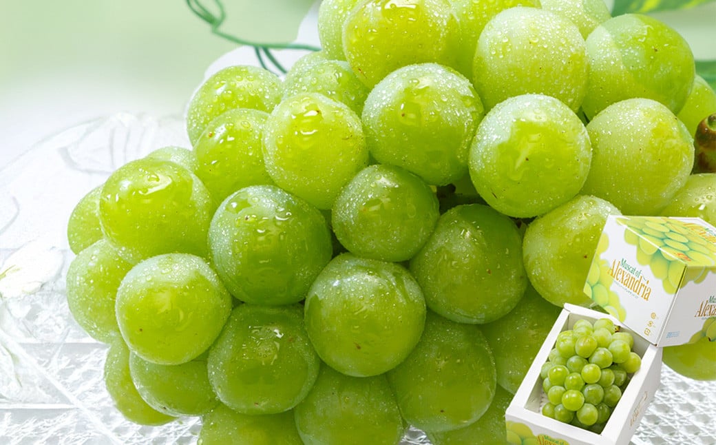 マスカット・オブ・アレキサンドリア （700g以上・秀品以上） 1房 化粧箱入り【2026年7月上旬～8月上旬迄発送予定】 ／ マスカット 葡萄 ぶどう 果物 果実 フルーツ 皮ごと 岡山県 美咲町 冷蔵