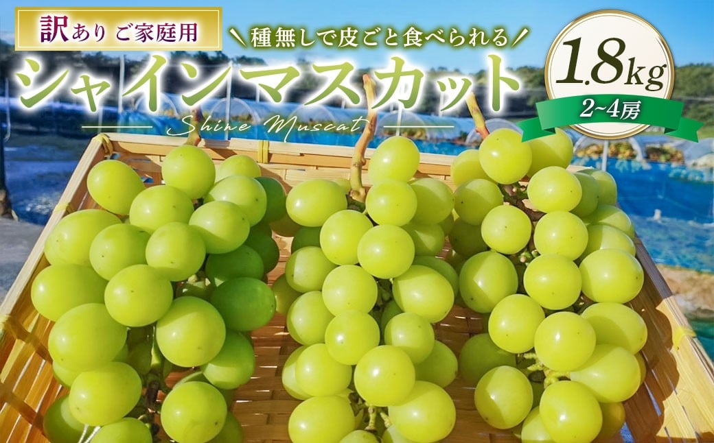 訳あり シャインマスカット 2～4房 計約1.8kg ご家庭用 【2026年10月上旬から発送予定】／ マスカット 葡萄 ブドウ 種無し 種なし