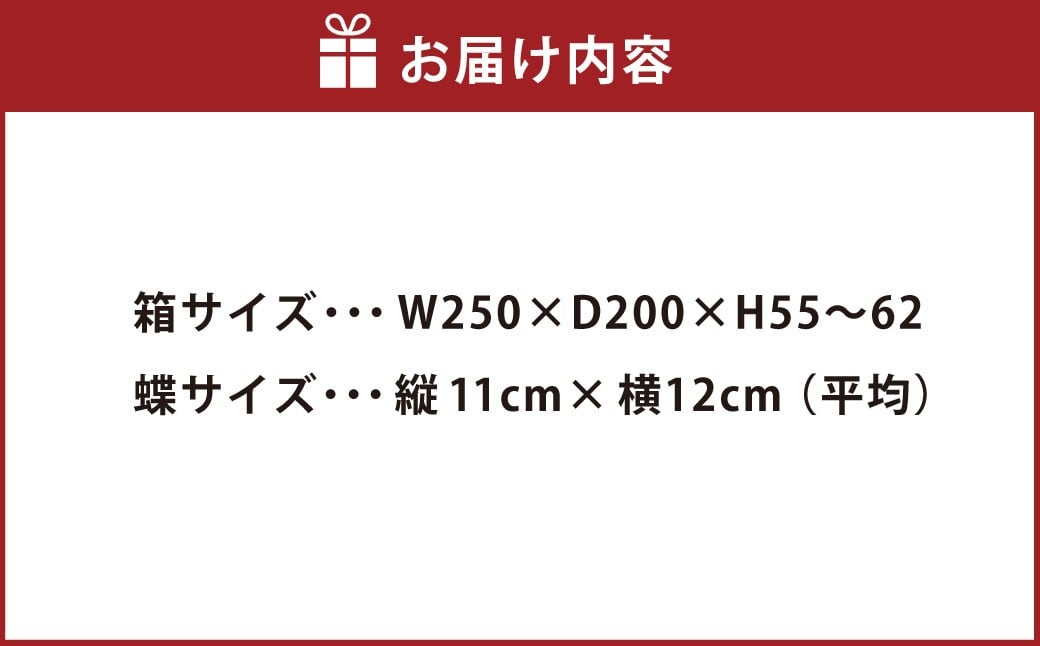 昆虫標本箱（ドイツ箱） モルフォ蝶 1頭入 ／ 標本箱 箱 ケース 標本 蝶 蝶々 インテリア オブジェ