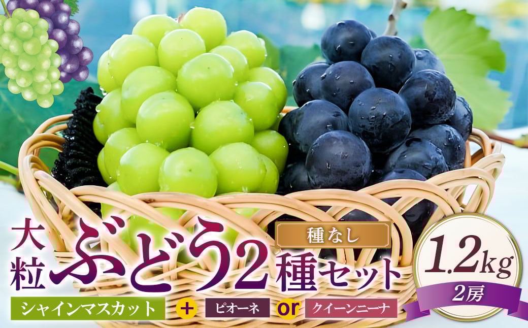 大粒 ぶどう 2種 セット シャインマスカット他 2房 計約1.2kg 【2026年10月上旬から発送予定】 ／  シャインマスカット マスカット 葡萄 ブドウ 種無し 種なし