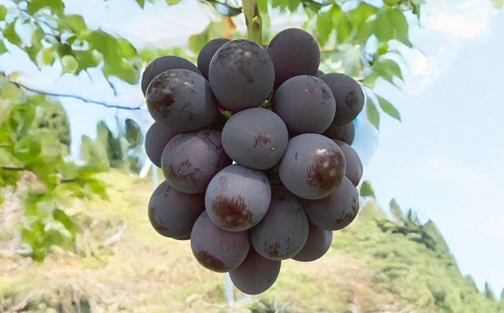 ぶどう 2026年 先行予約 ニュー ピオーネ 2房 合計1.2kg以上 【2026年8月下旬発送予定】 ／ ブドウ 葡萄 ニューピオーネ 岡山県産 国産 フルーツ 果物 ギフト 河本農園 岡山県 美咲町 冷蔵