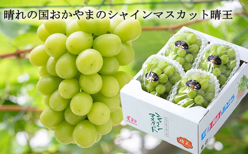 ãå®¶åºçš ã·ã£ã€ã³ãã¹ã«ãã æŽç 3ïœ6æ¿ èšçŽ2kg ã2026幎8æäžæ¬ïœ11æäžæ¬è¿çºéã ïŒ ãã¹ã«ãã è¡è ã¶ã©ã æç© æå® ãã«ãŒã çš®ãªã ç®ããš å€§ç² å®¶åºçš 岡山ç çŸå²çº å·èµ