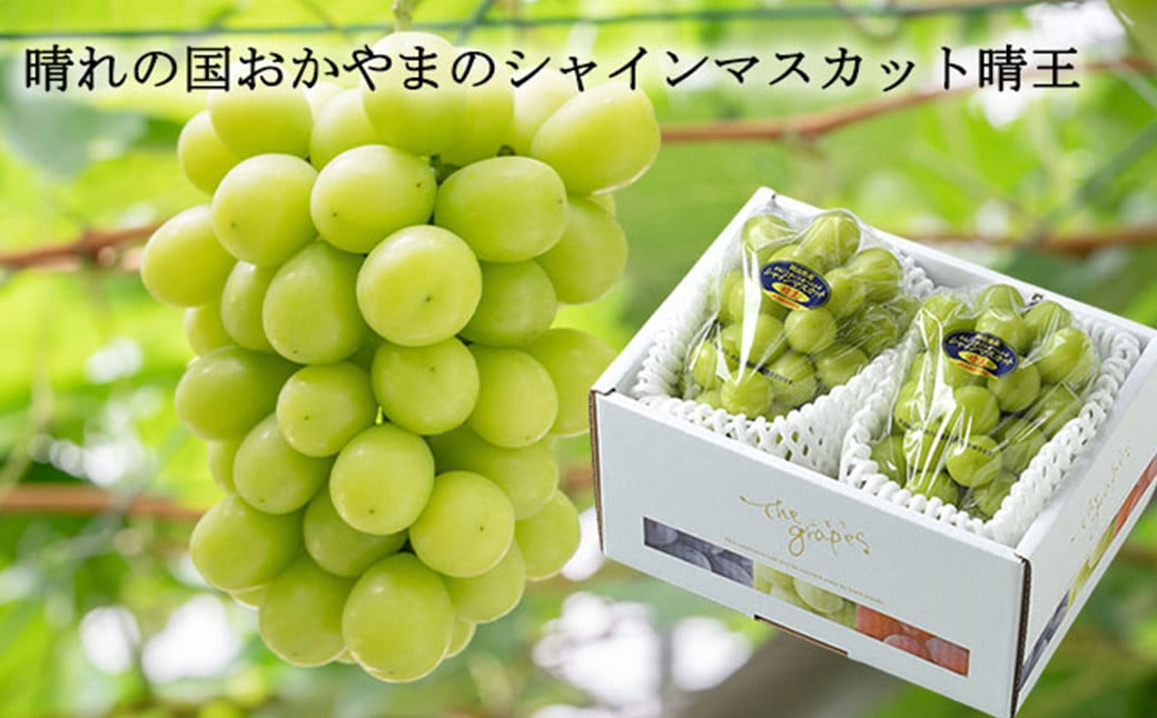ご家庭用 シャインマスカット 晴王 約400g×2房 約800g 【2026年8月下旬～11月下旬迄発送】 ／ マスカット 葡萄 ぶどう 果物 果実 フルーツ 種なし 皮ごと 大粒 家庭用 岡山県 美咲町 冷蔵