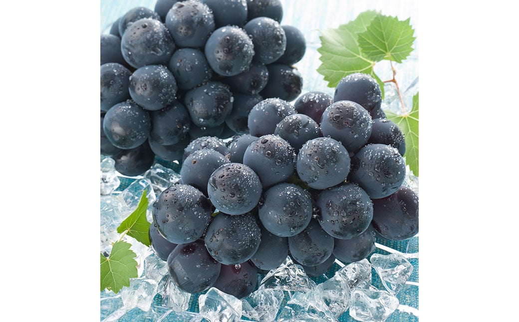 【ぶどう定期便3回】 （マスカットオブアレキサンドリア ・ ニューピオーネ ・ 晴王） 【2026年7月上旬より発送開始】 ／ 3回 マスカット シャインマスカット 葡萄 ぶどう 果物 果実 フルーツ 旬 定期便 岡山県 美咲町 冷蔵