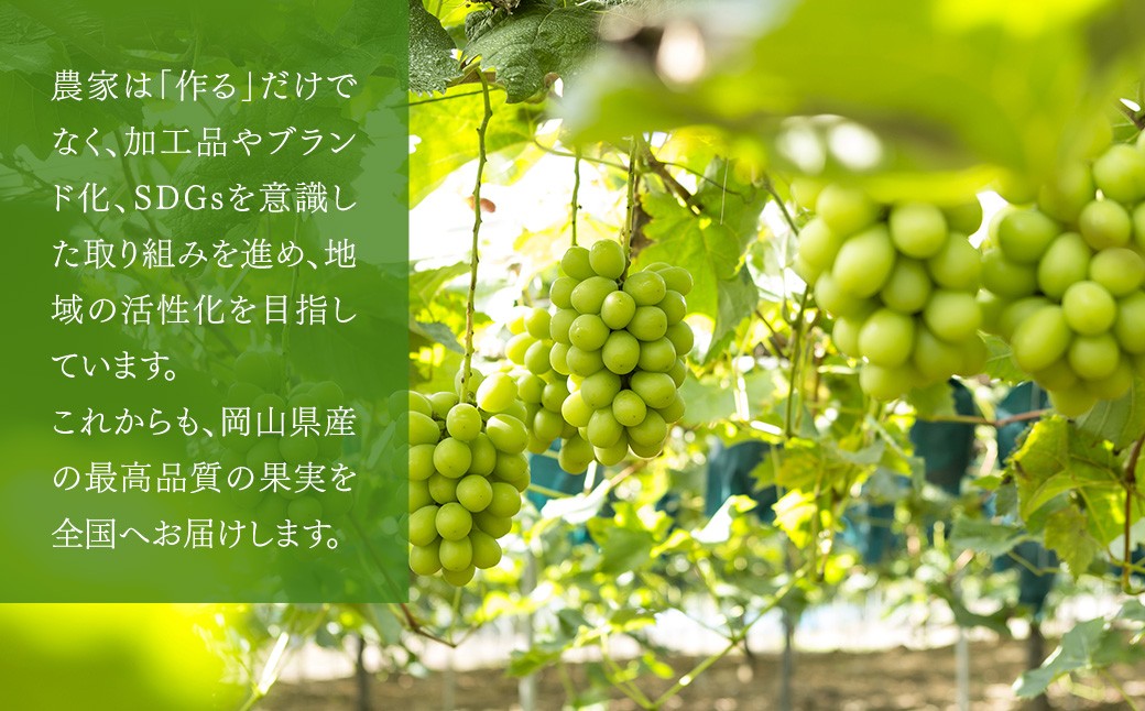 【種なし】岡山県産 シャインマスカット 計約1kg箱 2房入り マスカット ぶどう ブドウ 葡萄 フルーツ 種無し【2026年10月上旬-11月下旬発送予定】