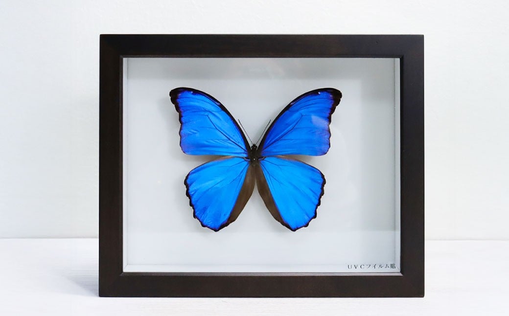昆虫標本箱（ドイツ箱） モルフォ蝶 1頭入 ／ 標本箱 箱 ケース 標本 蝶 蝶々 インテリア オブジェ