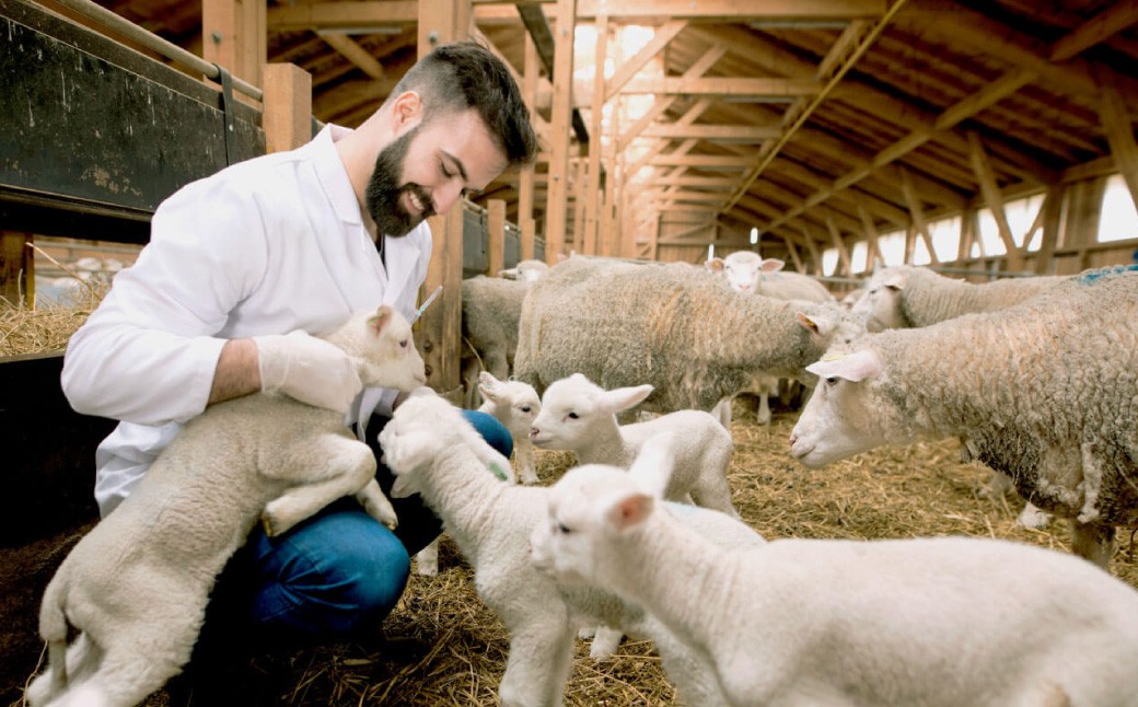 瀬戸内レモンの塩ジンギスカン 計約750g（約250g×3パック）／ 瀬戸内レモン レモン 塩麹 塩こうじ ジンギスカン 羊肉 ラム肉 ランプ肉 お肉 肉 グルメ 岡山県 美咲町 冷凍