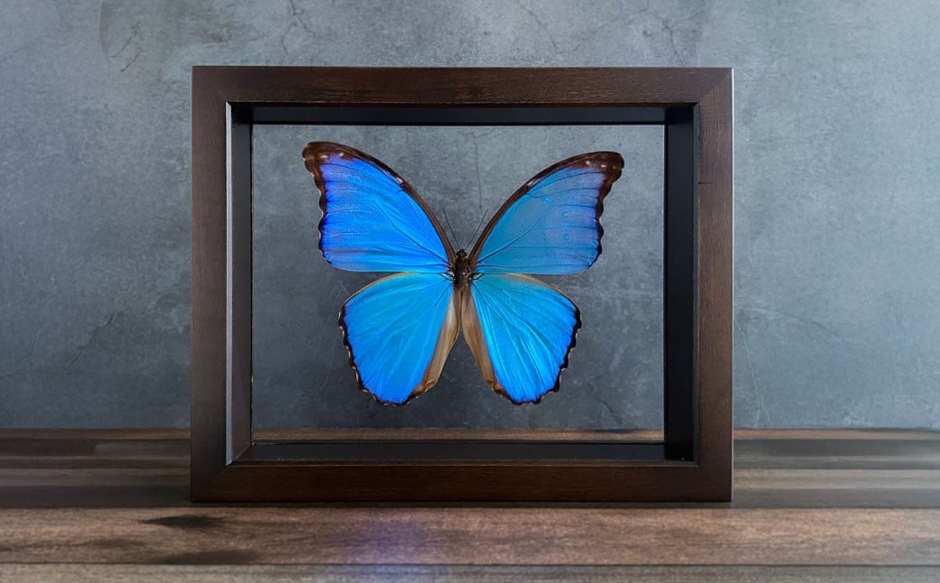 昆虫標本 Flying Morpho Butterfly（空を翔ぶ宝石） モルフォ蝶 ／ 標本箱 箱 ケース 標本 蝶 蝶々 インテリア オブジェ