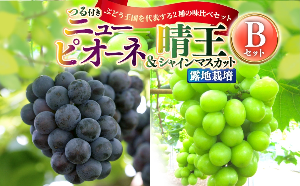 つる付き！ ニューピオーネ ＆ 晴王 シャインマスカット Bセット 露地栽培 ブドウ ぶどう 葡萄 果物 くだもの フルーツ 果実 マスカット 食べ比べ 【 2026年9月上旬～10月下旬発送予定 】
