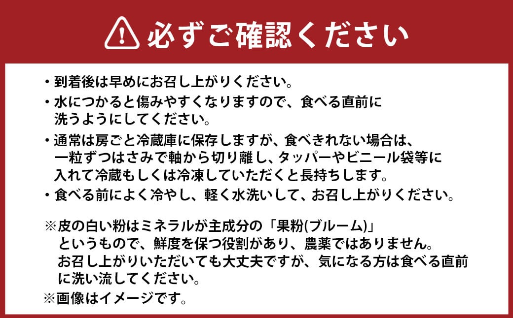 訳あり 大粒 ぶどう 3種 セット 3～4房 計約1.8kg シャインマスカット・ピオーネ等 おまかせ 【2025年10月上旬～12月上旬発送予定】 ／  マスカット ピオーネ 葡萄 ブドウ 種無し 種なし