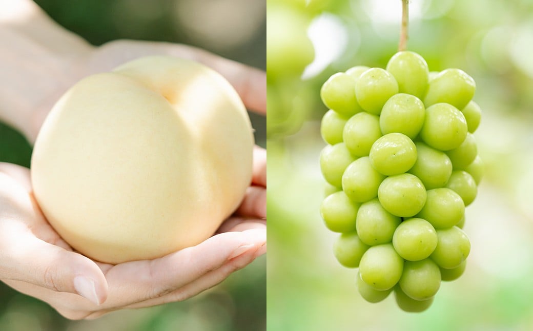 【2回定期便】 岡山白桃 （清水白桃orおかやま夢白桃） 4～6玉 （1.2kg以上）  ＆ シャインマスカット 2房 （1kg以上） 【2026年7月下旬から順次発送予定】 ／ くだもの 果物 果実 フルーツ 桃 もも モモ 白桃 ピーチ ぶどう ブドウ 葡萄 マスカット 冷蔵 岡山県 美咲町