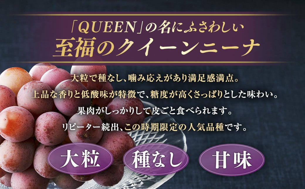 【種なし】 岡山県産 クイーンニーナ 1kg箱（2~3房房入り） 【2026年8月下旬-9月上旬発送予定】 ／ ぶどう ブドウ 葡萄 大粒 種なし 種無し フルーツ 果物 くだもの 果実