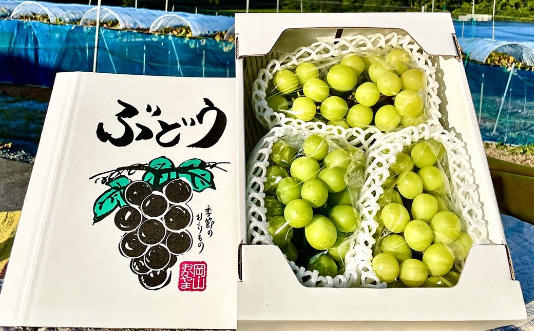 èš³ãã ã·ã£ã€ã³ãã¹ã«ãã 1ïœ3æ¿ 1kg ãå®¶åºçš ãã¹ã«ãã ãã㊠ã¶ã©ã è¡è æç© ãã ãã® ãã«ãŒã å®¶åºçš ã 2026幎10æäžæ¬ïœ12æäžæ¬è¿çºéäºå® ã