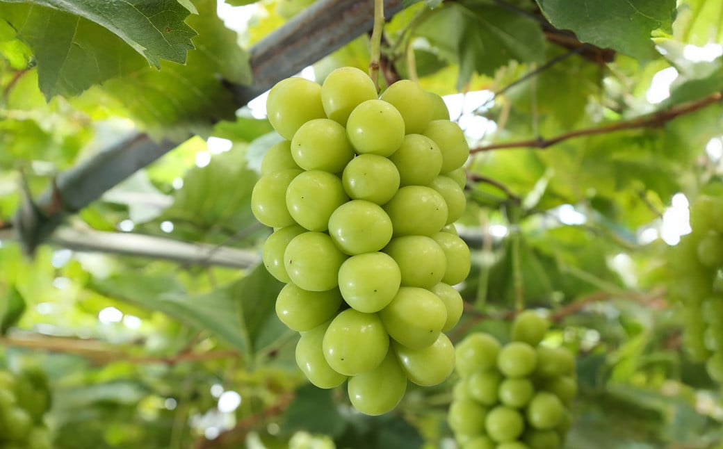 【3回定期便】岡山県産 シャインマスカット 晴王 計2房 （1房600g以上） 【2026年8月下旬発送開始】 ／ 3回 マスカット 葡萄 ぶどう 果物 果実 フルーツ 定期便 岡山県 美咲町 冷蔵