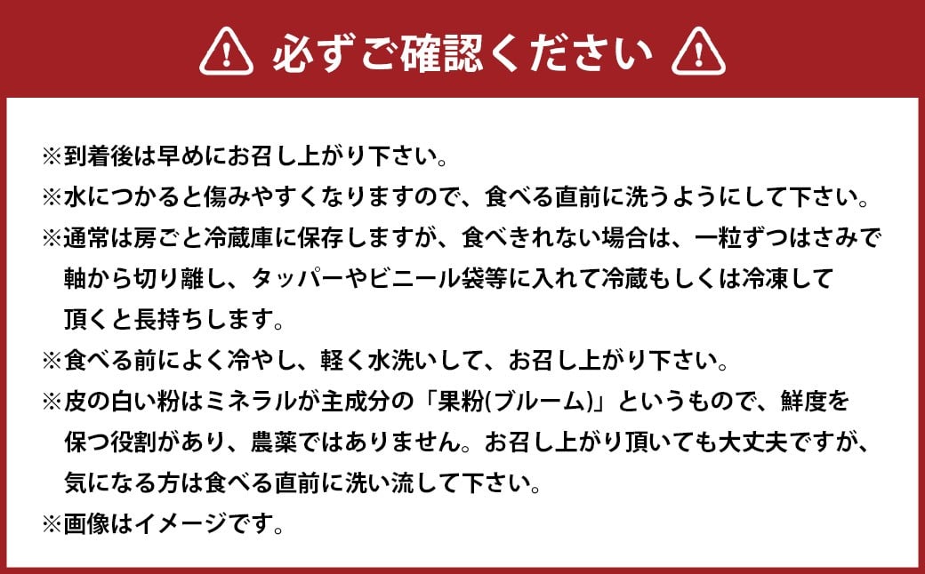 訳ありぶどう2種セット 約1kg 2房【2026年10月上旬から12月下旬頃迄発送予定】 ／ マスカット ピオーネ 葡萄 ブドウ 種無し 種なし