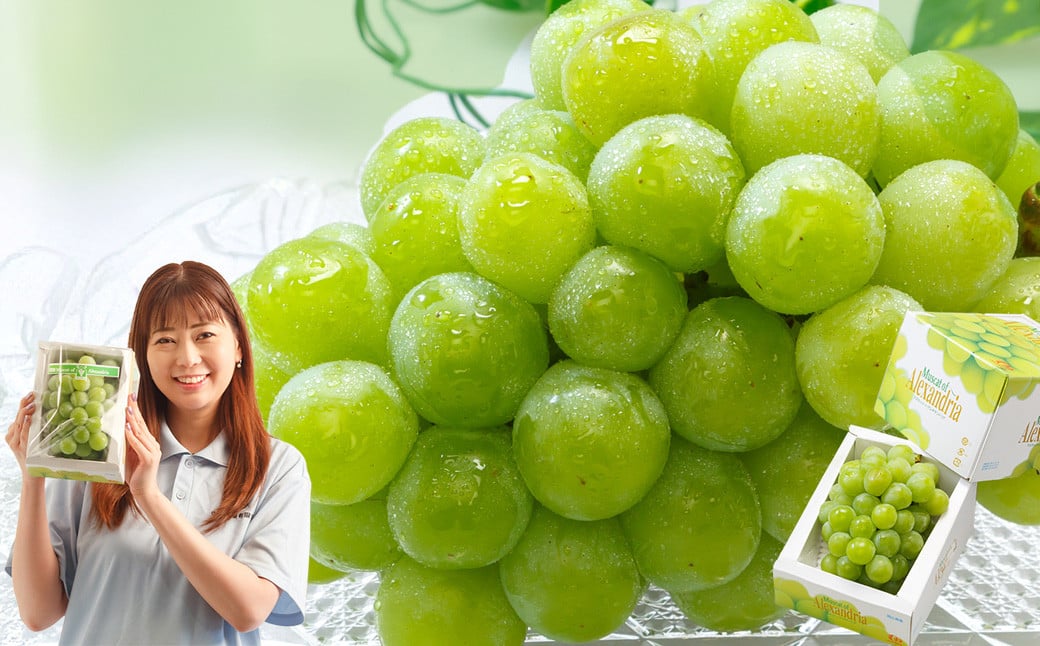 マスカット・オブ・アレキサンドリア （700g以上・秀品以上） 1房 化粧箱入り 【2025年7月上旬～8月上旬迄発送予定】 ／ マスカット 葡萄 ぶどう 果物 果実 フルーツ 皮ごと 岡山県 美咲町 冷蔵