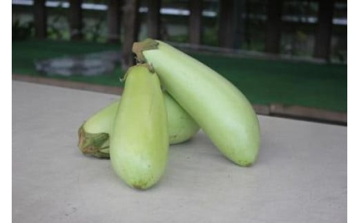 【先行予約】狩留家なす5本入(化粧箱入) ≪2026年7月～発送開始≫