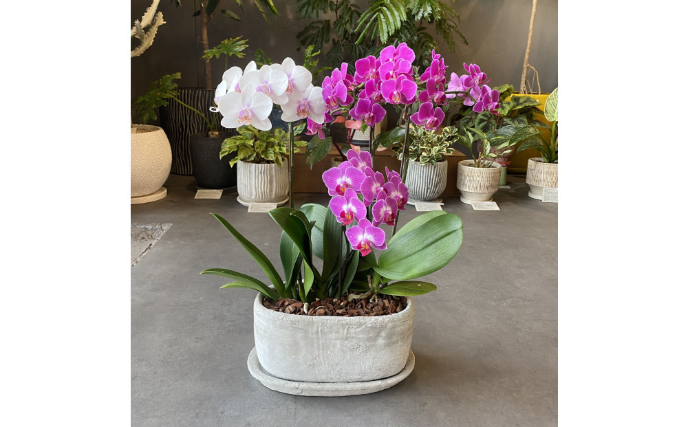 胡蝶蘭アレンジメント