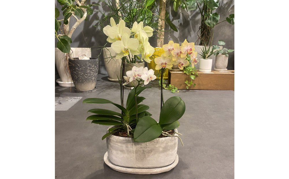 胡蝶蘭アレンジメント