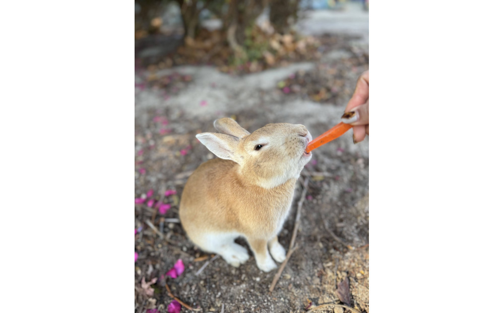 「せとうち島たびクルーズ」SEA SPICA（シースピカ）でめぐる船旅