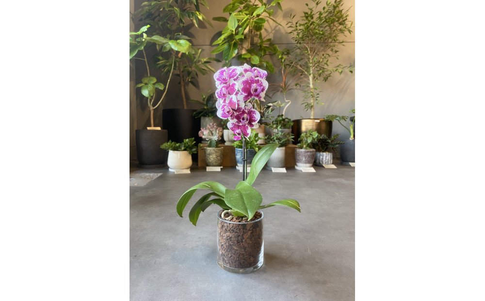 マイクロ胡蝶蘭