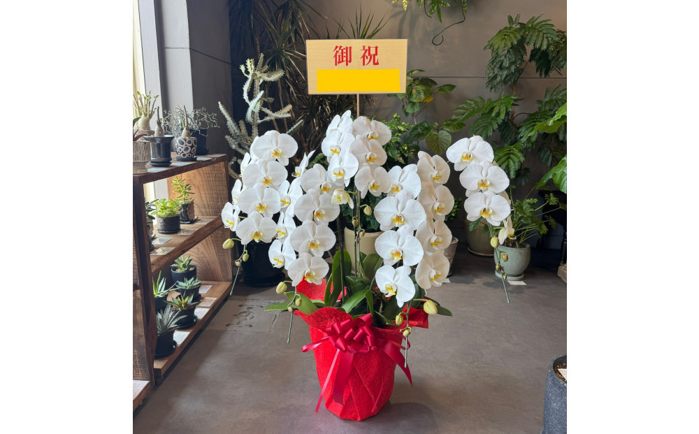 胡蝶蘭大輪5本立ち（1本につき10〜13輪蕾込）