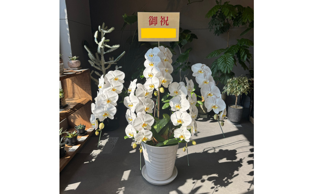 胡蝶蘭大輪5本立ち（1本につき10〜13輪蕾込）