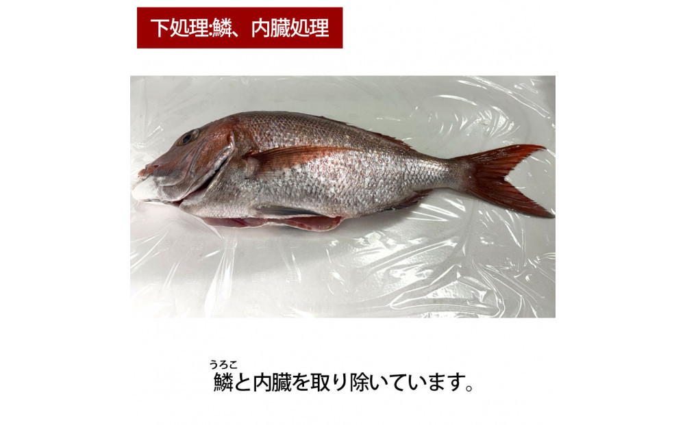 【鱗、内臓処理】活き締め真鯛1尾（約1kg）タイ たい 刺身 鍋