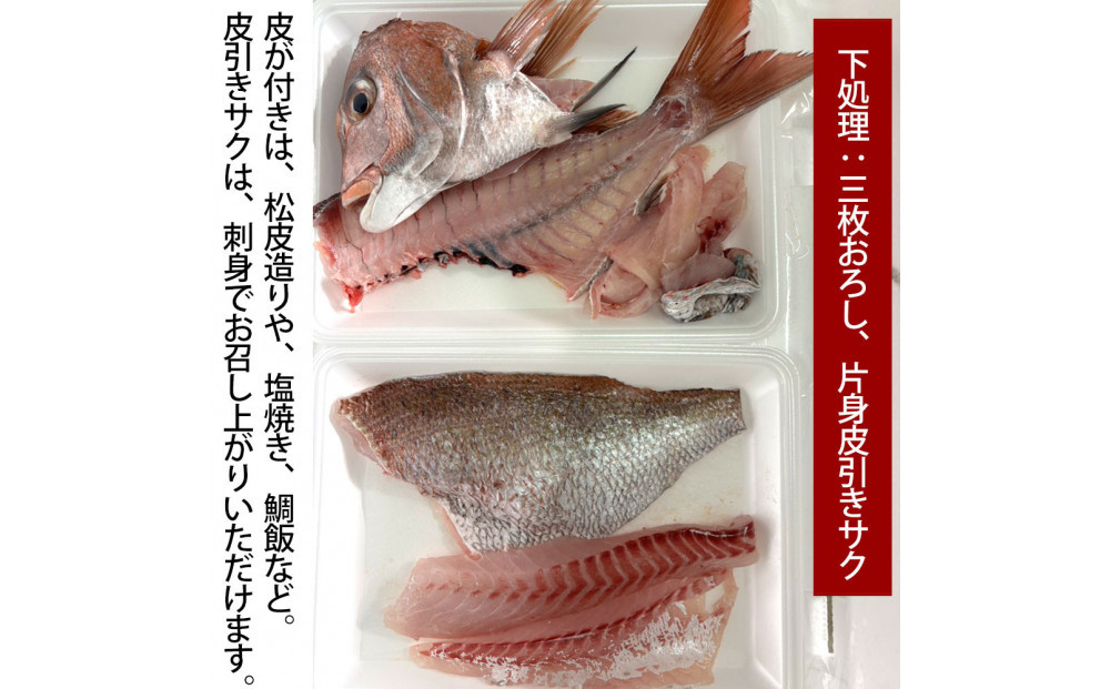 【三枚おろし片身皮引きサク、片身皮付き】活き締め真鯛1尾（約1kg）タイ たい 刺身 鍋