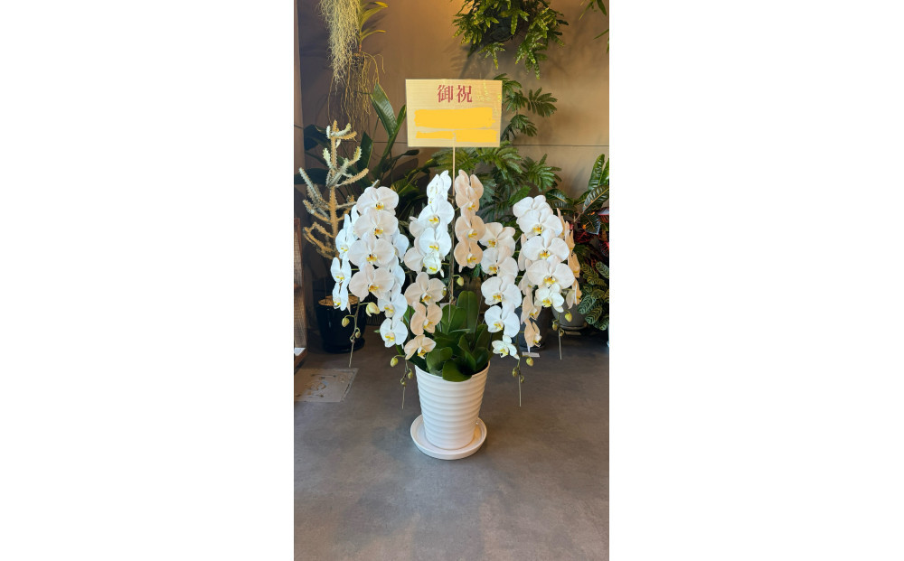 胡蝶蘭大輪5本立ち（1本につき10〜13輪蕾込）