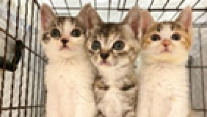 動物愛護の推進