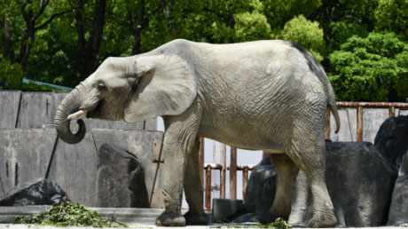 広島市安佐動物公園の再整備（ネームプレートの設置を希望する）※選択される方は寄附情報入力ページ内『備考欄』に「プレートに記載する氏名」をご記入ください。