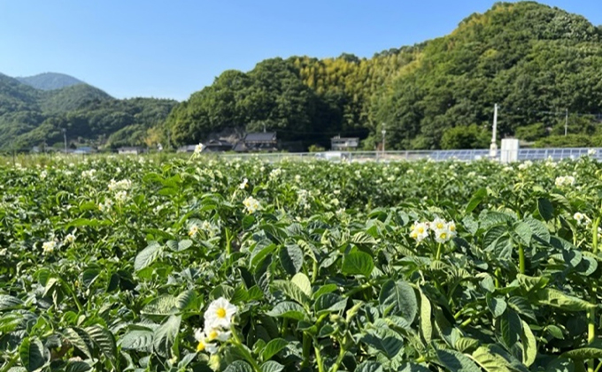 吉名の「まるきっちゃん」じゃがいも【約5kg】2024年7月1日～11月30日