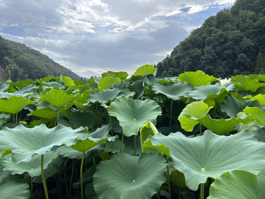 【農家直送！】れんこん 5kg ｜ レンコン 蓮根 産地直送 シャキシャキ 甘み 野菜 やさい 根菜 食品 広島県 竹原市　※2024年8月上旬頃より順次発送予定