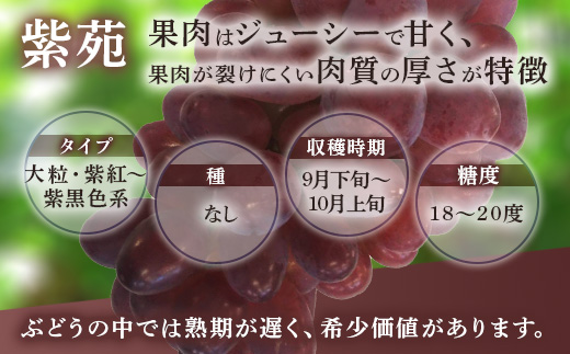 西部ぶどう園 紫苑1房と旬のブドウ1房 計約1.2kg 葡萄 フルーツ 果物 ※2024年9月下旬～10月下旬頃に順次発送予定　※沖縄・離島への配送不可